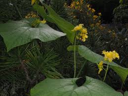 Attēlu rezultāti vaicājumam “Thladiantha dubia flower”