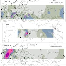 Attēlu rezultāti vaicājumam “Leptidea sinapis underside”