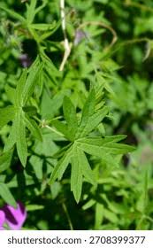 Attēlu rezultāti vaicājumam “Geranium sanguineum leaf”