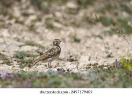 Image result for Calandrella brachydactyla