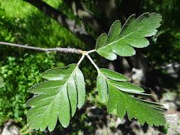 Attēlu rezultāti vaicājumam “Sorbus hybrida”