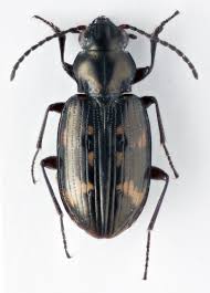 Attēlu rezultāti vaicājumam “Bembidion litorale”
