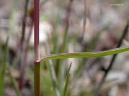 Attēlu rezultāti vaicājumam “Poa remota bud”