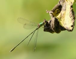 Attēlu rezultāti vaicājumam “Chalcolestes viridis”
