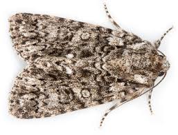 Attēlu rezultāti vaicājumam “Acronicta rumicis”