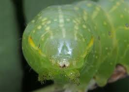 Attēlu rezultāti vaicājumam “Amphipyra perflua”