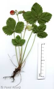 Image result for Fragaria vesca