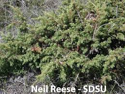 Attēlu rezultāti vaicājumam “Juniperus communis”