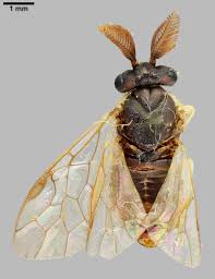 Attēlu rezultāti vaicājumam “Gilpinia”