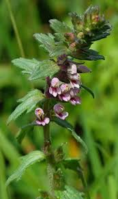 Attēlu rezultāti vaicājumam “Odontites vulgaris flower”