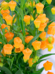 「ソニア・パレス」の画像検索結果