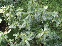 Attēlu rezultāti vaicājumam “Lamiastrum galeobdolon”