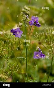 Attēlu rezultāti vaicājumam “Polemonium caeruleum flower”