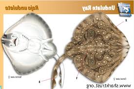 Image result for Raja radula