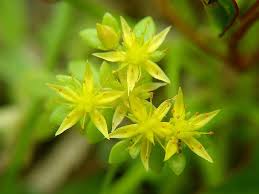 Attēlu rezultāti vaicājumam “Sedum pallidum flower”