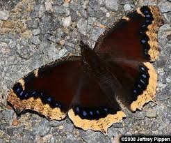 Attēlu rezultāti vaicājumam “Nymphalis antiopa underside”