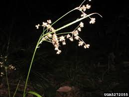 Attēlu rezultāti vaicājumam “Luzula luzuloides fruit”