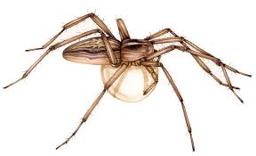 Attēlu rezultāti vaicājumam “Pisaura mirabilis”