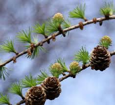 Attēlu rezultāti vaicājumam “Larix decidua flower”