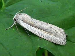 Attēlu rezultāti vaicājumam “Mythimna flammea”