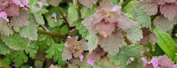 Attēlu rezultāti vaicājumam “Lamium purpureum leaf”