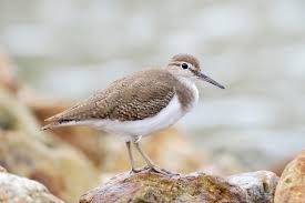 Attēlu rezultāti vaicājumam “Actitis hypoleucos adult”