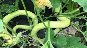 Image result for tromboncino