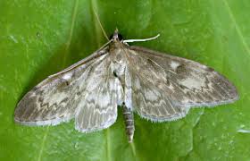 Attēlu rezultāti vaicājumam “Anania lancealis”