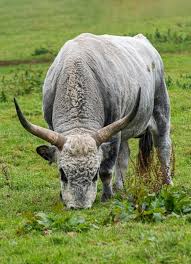 Attēlu rezultāti vaicājumam “Bos primigenius taurus”