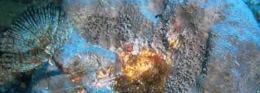 Attēlu rezultāti vaicājumam “Spongia”