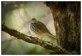 Image result for Seiurus aurocapilla