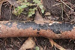 Attēlu rezultāti vaicājumam “Exidia cartilaginea”