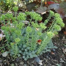 Attēlu rezultāti vaicājumam “Sedum rupestre”