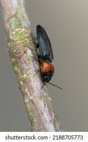 Attēlu rezultāti vaicājumam “Cardiophorus ruficollis”