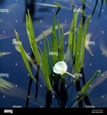 Attēlu rezultāti vaicājumam “Stratiotes aloides”