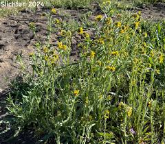 Attēlu rezultāti vaicājumam “Lycogala convexum sessile”