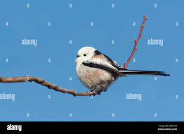 Attēlu rezultāti vaicājumam “Aegithalos caudatus”