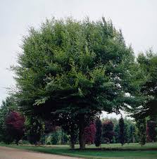 Attēlu rezultāti vaicājumam “Fagus sylvatica fo. laciniata”