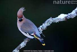 Attēlu rezultāti vaicājumam “Bombycilla garrulus”