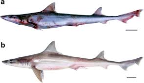 Image result for Scylliogaleus quecketti