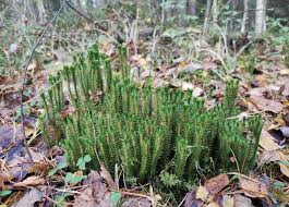 Attēlu rezultāti vaicājumam “Trichia longipalpis”