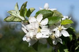 Attēlu rezultāti vaicājumam “Malus domestica flower”
