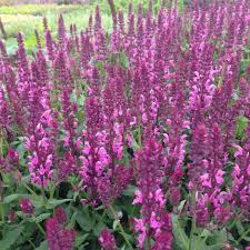 Attēlu rezultāti vaicājumam “Salvia nemorosa fruit”