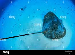 Image result for Himantura uarnak