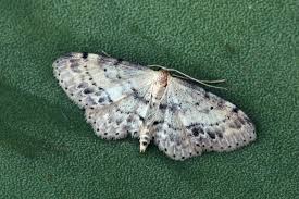 Attēlu rezultāti vaicājumam “Idaea dimidiata”