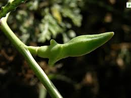 Attēlu rezultāti vaicājumam “Cakile maritima subsp. baltica leaf”