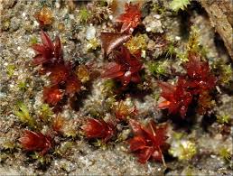 Attēlu rezultāti vaicājumam “Bryum pallens”