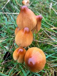 Attēlu rezultāti vaicājumam “Amaurochaete fusiformis macro”