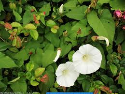 Attēlu rezultāti vaicājumam “Calystegia sepium fruit”
