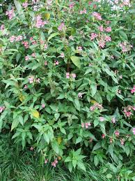 Attēlu rezultāti vaicājumam “Impatiens glandulifera leaf”